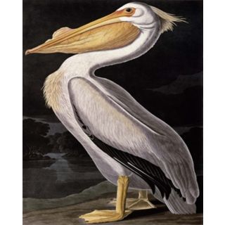 American White Pelican Giclee 40" High Canvas Wall Art   #N1810