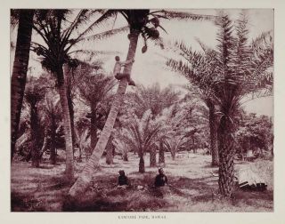 1893 Print Coconut Palm Kanfohe Kaneohe Park Hawaii Original