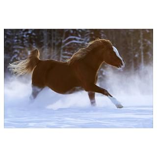 Arabian mare galloping in fresh snow Poster