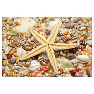 Starfish and assorted seashells Poster