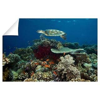 Wall Art  Wall Decals  Hawksbill turtle glides over