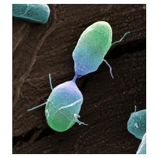 Wall Art  Posters  Salmonella bacterium dividing