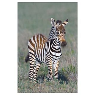 Wall Art  Posters  Young zebra standing in a field