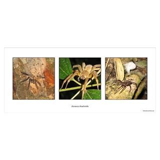 Wall Art  Posters   Spiders Poster