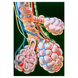 Wall Art  Posters  Illustration of lung bronchioles