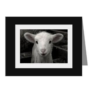 Gifts  Adorable Note Cards  White Lamb Note Cards (Pk of 10