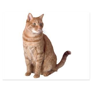 British Red Spotted Tabby 5.5 x 4.25 Flat Cards