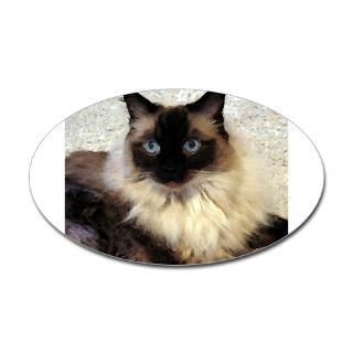 The Ragdoll Cat Guide Store