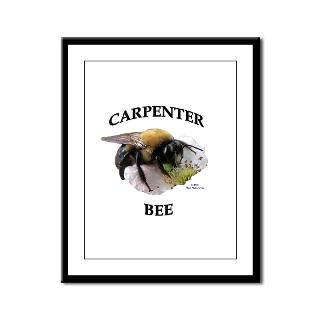Carpenter Bee  Show Me Joes Nature Shop