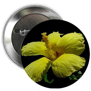 Hawaiis State Flower   Yellow Hibiscus  A Friend in the Islands