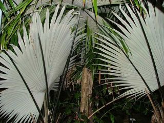 White Elephant Palm Kerriodoxa Elegans Live Tree Indoor