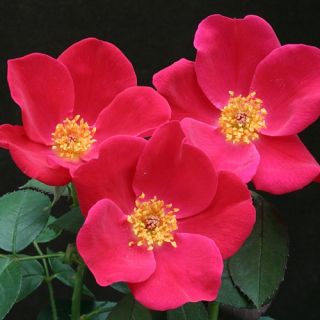 Pink Home Run Rose Black Spot Powdery Mildew Resistant Proven Winners
