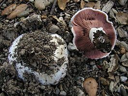Psalliota Bitorquis Portobello Grow Mushrooms Garden Kit Spores Print