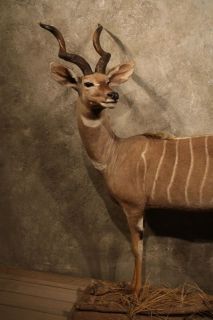 10577 Ⓖ E African Lesser Kudu Life Size Taxidermy Mount Safari