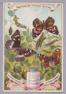 Liebig S518 Butterflies Belgian Issue 1897 Alcyon Belle Dame