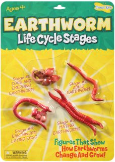 Earthworm Life Cycle Stages 2310