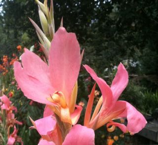 Sweet Pink Canna Lily Seeds Added Seed Packets Can Get 