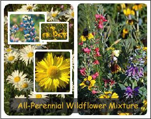 lb All Perennial Wildflower Mix Seeds Bulk