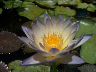 Green Smoke Tropical Water Lily Now Is Planting Time Fertilizer