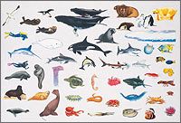 Betty Lukens Ocean Scene Animals 51P Flannel Board Felt