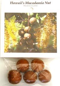 Hawaiian Macadamia Nut Plant Seeds