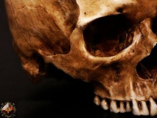 European Human Skull Resin Made Taxidermy Replica