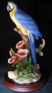 Andrea by Sadek Golden Blue Macaw Bird Sweet