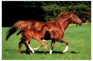 36 inches) poster   Horses poster   Mare and Foal   New Animal Poster