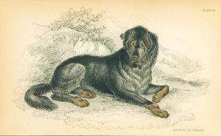 Antique Hand Colored Engraving Print 1840 Tibetan Mastiff Dog