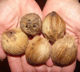 Piririma Coconut Palm Tree Syagrus Pseudococos 25 Fresh Big Seeds from