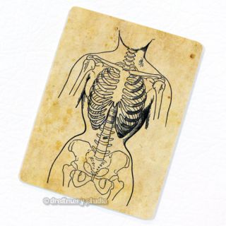 Deformed by Corset Deco Magnet Vintage Anatomy Medical Illustration