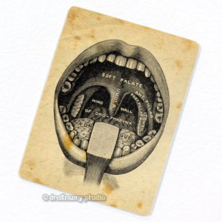 Mouth Interior Deco Magnet; Vintage Anatomy Medical Illustration