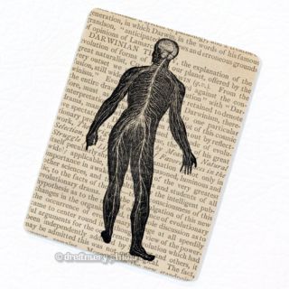 Human Nervous System Deco Magnet Vintage Anatomy Medical Illustration