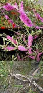 Melaleuca suberosa is quite common in heathland along near coastal