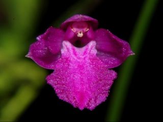 Uncommon Mini Neolauchea Pulchella Species Orchid Plant