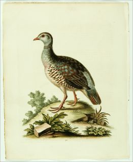 1748 Antique George Edwards Bird Print Partridge