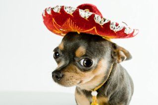 mexican chihuahua, chihuahua with mexican hat