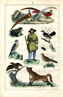 1847 Schreiber Schill HC Lithog Pheasants Fox Falcon