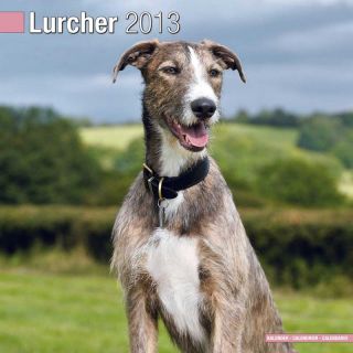 Kalender 2013 Lurcher   der Windhund Mix