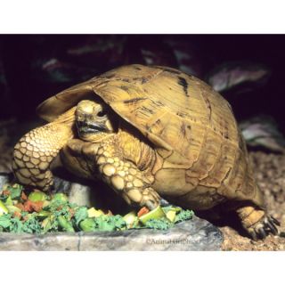 Live Pet Reptile Greek Tortoise