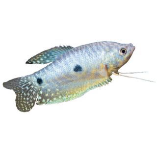 Sale Live Pet Fish Blue & Gold Gourami