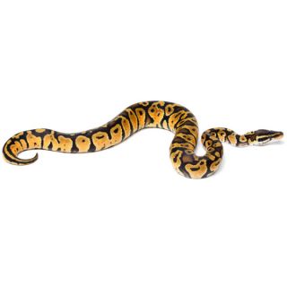 Fancy Ball Python   Reptile   Live Pet