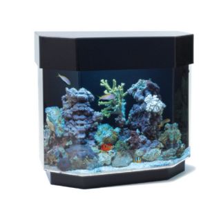 Fish Aquariums 11 20 Gallons Clear For Life Flat Back Hex Acrylic Desktop UniQuarium 12 Gallons