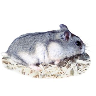 Russian Dwarf Hamsters   Small Pet   Live Pet