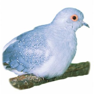 Live Pet Bird Diamond Dove