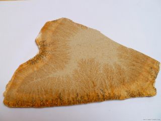 DENDRITEN PLATTE Alter ca. 120 Millionen Jahre; Weißer Jura 22x17 cm
