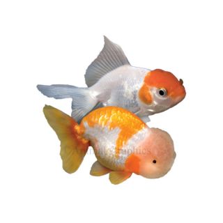 Fancy Goldfish, Assorted   Goldfish   Fish