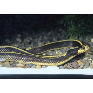 Striped California King Snake   Reptile   Live Pet