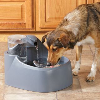 Dog Feeders & Pet Fountain