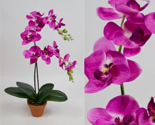 Diese wunderschöne fuchsia farbene Orchidee Deluxe hat mit Topf eine